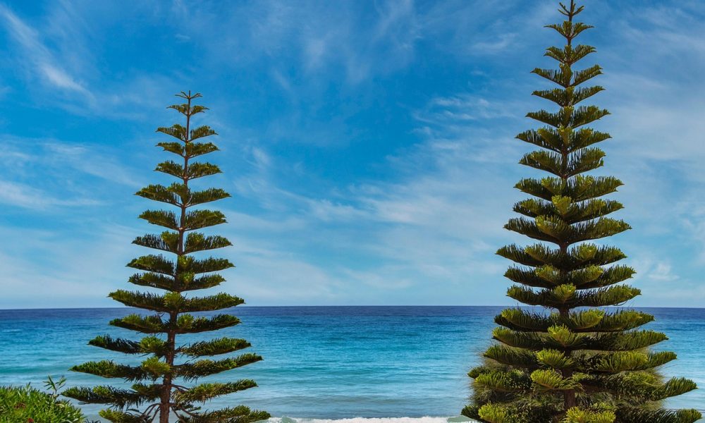 Tree and Shrub Care Tree and Shrub Care